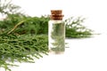 Cypress essential oil isolated on white background. Cypress oil on bottle for beauty, skin care, wellness. Alternative medicine