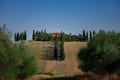 Of Cypress Evergreen Trees in Tuscany's countryside