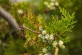 Cypress or false cypress foliage and cones Royalty Free Stock Photo