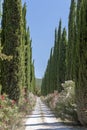 Cypress and flowers road Royalty Free Stock Photo