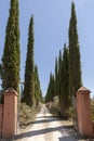 Cypress and flowers road Royalty Free Stock Photo