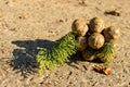 Cypress foliage and cones