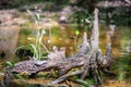 cypress forest and swamp of Congaree National Park in South Carolina Royalty Free Stock Photo