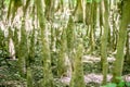 cypress forest and swamp of Congaree National Park in South Carolina Royalty Free Stock Photo