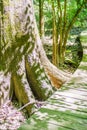 cypress forest and swamp of Congaree National Park in South Carolina Royalty Free Stock Photo