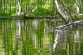 cypress forest and swamp of Congaree National Park in South Carolina Royalty Free Stock Photo