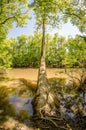 cypress forest and swamp of Congaree National Park in South Carolina Royalty Free Stock Photo