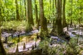 Cypress forest swamp of Congaree National Park in South Caro