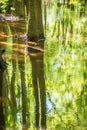 cypress forest and swamp of Congaree National Park in South Carolina Royalty Free Stock Photo