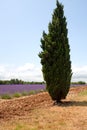 Cypress in front of lavender field, Provence, France.