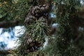 Cypress fruits on a branch Royalty Free Stock Photo
