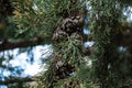 Cypress fruits on a branch Royalty Free Stock Photo