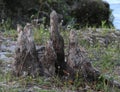 Cypress Knees and Grass Royalty Free Stock Photo