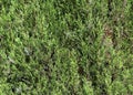 Cypress greens texture Royalty Free Stock Photo