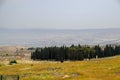 Cypress grove in hierapolis Royalty Free Stock Photo