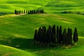 Cypress grove in the meadow. Green summer meadow landscape. Summer in the fields. Idyllic view of hilly farmland in Tuscany in bea Royalty Free Stock Photo