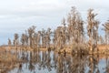 Cypress Grove on a Southern Bayou