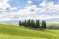 Cypress grove of trees Royalty Free Stock Photo