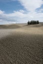 Cypress grove in Val 'd'Orcia Royalty Free Stock Photo