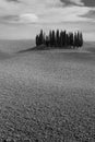 Cypress grove in Val 'd'Orcia Royalty Free Stock Photo