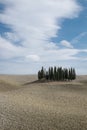 Cypress grove in Val 'd'Orcia Royalty Free Stock Photo