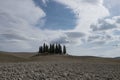 Cypress grove in Val `d`Orcia Royalty Free Stock Photo
