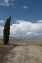 Cypress grove in Val `d`Orcia Royalty Free Stock Photo