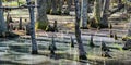 Cypress Head Swamp in South Carolina, USA Royalty Free Stock Photo