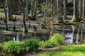 Cypress Head Swamp in South Carolina, USA Royalty Free Stock Photo