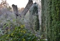 The cypress hybrid grows rapidly and forms beautiful hedges of coniferous gray, green. slim and wide. shields like a concrete ston Royalty Free Stock Photo