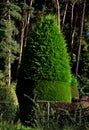 The cypress hybrid grows rapidly and forms beautiful hedges of coniferous Royalty Free Stock Photo