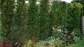 The cypress hybrid grows rapidly and forms beautiful hedges of coniferous gray, green. slim and wide. shields like a concrete ston Royalty Free Stock Photo