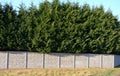 The cypress hybrid grows rapidly and forms beautiful hedges of coniferous gray, green. slim and wide. shields like a concrete ston Royalty Free Stock Photo