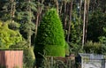 The cypress hybrid grows rapidly and forms beautiful hedges of Royalty Free Stock Photo