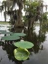 Cypress Island at Lake Martin Wildlife Sanctuary in Louisiana Royalty Free Stock Photo