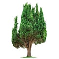 Cypress isolated on a white or transparent background. Cypress tree with green leaves close-up, front view. Graphic Royalty Free Stock Photo