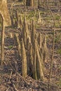 Cypress Knees in the Dry Season