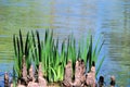 Cypress knees, iris leaves, and ripples Royalty Free Stock Photo