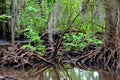 Cypress knees in Louisiana bayou Royalty Free Stock Photo