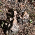 Cypress Knees