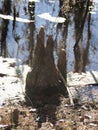 Cypress Knees