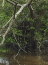 Cypress Knees in Still Water Royalty Free Stock Photo