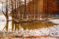 Cypress Lake in Succo. Attractions. Trees grow in water. Autumn sunny day.