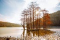 Cypress Lake in Succo. Attractions. Trees growing in water at autumn sunny day. Royalty Free Stock Photo