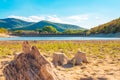 Cypress lake Sukko in the south of Russia. Drought. Tourist place, beautiful summer landscape