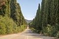 Cypress lane in Bolgheri, Tuscany, Italy Royalty Free Stock Photo