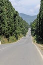 Cypress lane in Bolgheri,Tuscany, Italy Royalty Free Stock Photo