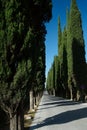 Cypress Lane, Montepulciano, Italy