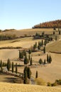 Cypress lane Tuscany