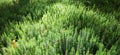 cypress-leaved plait moss closeup. Hypnum cupressiforme. Forest plant
